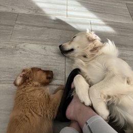 Golden Retriever Puppies from Sunshine Mountain Retrievers