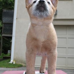 Australian Cattle Dog Puppies from Kanku