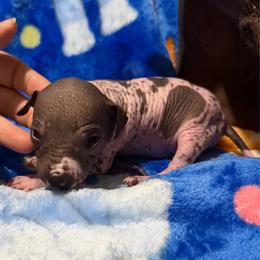 Chalupa - White and black male Xoloitzcuintli puppy in Manitowoc, Wisconsin from Wonderland Kennel