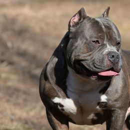 American Bullies from Weight In Gold Kennels