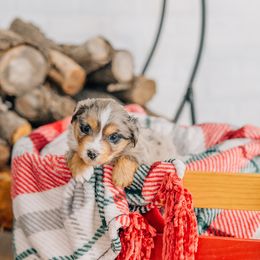 Stuffing - Blue merle female Miniature Australian Shepherd puppy in Enoch, Utah from Twisted H Aussies