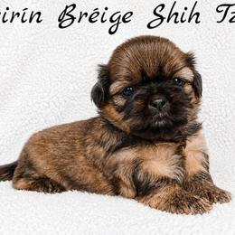 AKC Red Female (Purple Collar) - Red female Shih Tzu puppy in Las Vegas, Nevada from Beirin Breige Shih Tzus