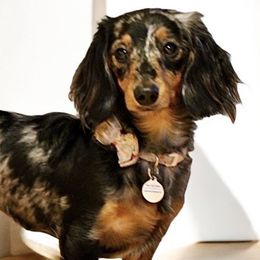Dachshunds, Dalmatians, Havanese, Maltese, Pomeranians, and Poodles from Destination Dalmatian