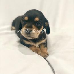 Dachshund Puppies from Pasek Kennels