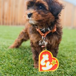 Aussiedoodle and Goldendoodle Puppies from Ever After Doodles Arizona