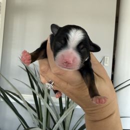 Charlie - Black tri male Miniature Australian Shepherd puppy in Goldsboro, North Carolina from Maple Ridge Farm