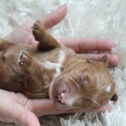 Goldendoodle Puppies from Island Doodles of Georgia
