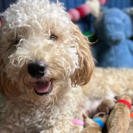 Eleanor - Goldendoodle
