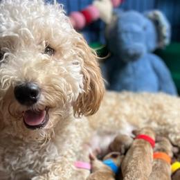 Eleanor - Goldendoodle