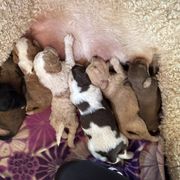 Bernedoodle, Double Doodle, and Saint Berdoodle Puppies from Remington Kennels, LLC