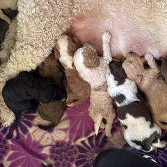 Bernedoodle, Double Doodle, and Saint Berdoodle Puppies from Remington Kennels, LLC