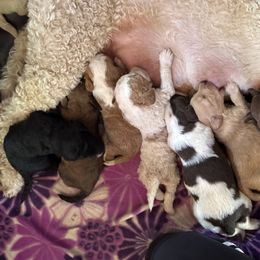 Bernedoodle, Double Doodle, and Saint Berdoodle Puppies from Remington Kennels, LLC