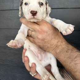 Golden Male - White and liver brown Dalmatian puppy in Tampa, Florida from Black House Dalmatian