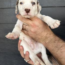 Golden Male - White and liver brown Dalmatian puppy in Tampa, Florida from Black House Dalmatian