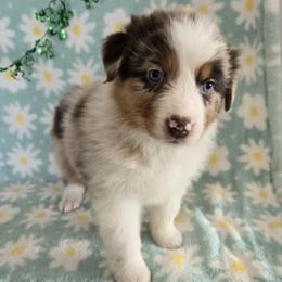 Beam - Red merle female Australian Shepherd puppy in Colorado from Firestone Australian Shepherds