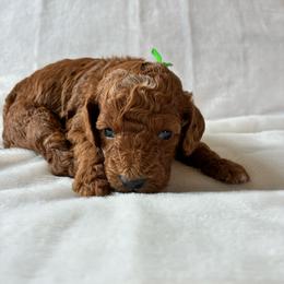 Rabbit - Red and white male Cockapoo puppy in Adrian, Oregon from ApplebyFarm