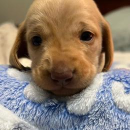 Boy 1 blue collar - Cream male Dachshund puppy in Gulfport, Mississippi from Susan's Dachshunds