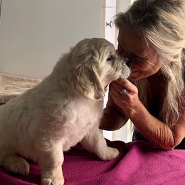 Golden Retriever Puppies from West Coast Cream Goldens