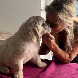 Golden Retriever Puppies from West Coast Cream Goldens