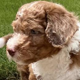 Bernedoodles from Sandra Bucher