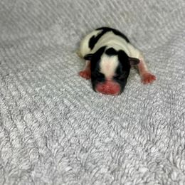 Girl 1 - Black and white female French Bulldog puppy in Coatesville, Pennsylvania from The Chipper Frenchie