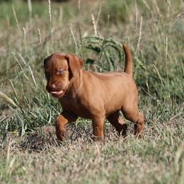 Boy 2 - Golden rust male Vizsla puppy in Albany, Texas from Big Country Kennels