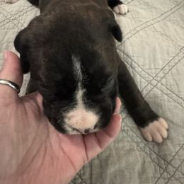 Samantha - Brindle female Boxer puppy in Searcy, Arkansas from St. John’s Boxer Butts