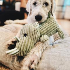 Bernedoodle and Pyredoodle Puppies from Washington Bernedoodles & Pyredoodles