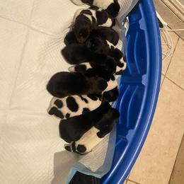 Akita Puppies from Gloe Akita's