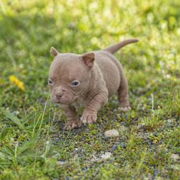Le - Brown female American Bully puppy in Puyallup, Washington from Gamer Bullyz