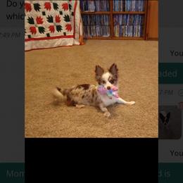 Izzy - Chihuahua