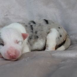 American Corgi, Border Collie, and Pembroke Welsh Corgi Puppies from Cowtown Corgis & Border Collies