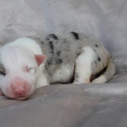American Corgi, Border Collie, and Pembroke Welsh Corgi Puppies from Cowtown Corgis & Border Collies