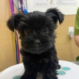 Yorkshire Terriers from D’Luxe Kennels
