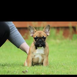 Girl 1 - French Bulldog puppy in Vancouver, Washington from Leash Candy Frenchies