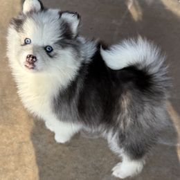 Boy 2 - Gray and white male Pomsky puppy in Tennessee from Hudson’s Huskies & Pomskies