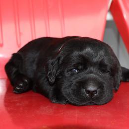 Phoenix - Black female Labrador Retriever puppy in Camden, Indiana from Prebleridge Acres