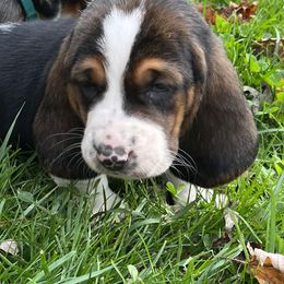 Basset Hound Puppies from Brookside Bassets