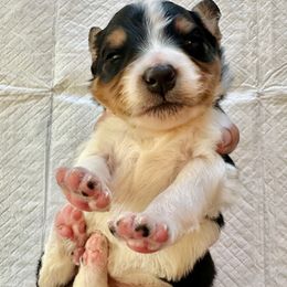 Tricolor with white underside - Tri-color male Bernedoodle puppy in Brooksville, Florida from Kruger Doodles