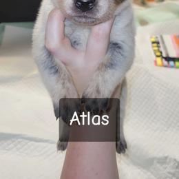 Atlas - Blue male Australian Cattle Dog puppy in Colbert, Oklahoma from LoveAHeeler