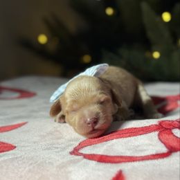 Blue - Caramel male Australian Labradoodle puppy in Calhoun, Louisiana from Arrowhead Australian Labradoodles