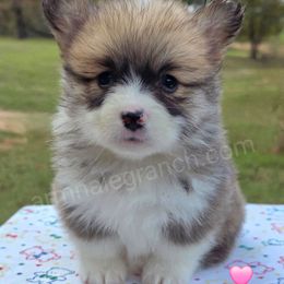 L2 - Red female Pembroke Welsh Corgi puppy in Jacksonville, Texas from ArmnalegRanch