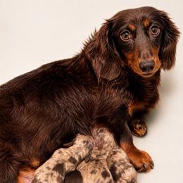 Choc and tan female - Chocolate and tan female Dachshund puppy in Indian Trail, North Carolina from Hilda’s Teenie Weenies