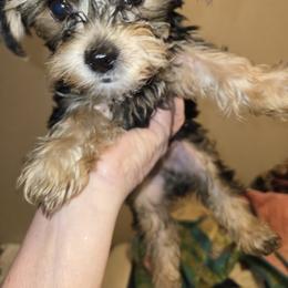 Maverick - Black and tan male Yorkshire Terrier puppy in Smithville, Texas from Sandra KROEGER