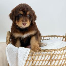 Olive - Red phantom female Aussiedoodle puppy in Manteca, California from Silva Ranch Doodles
