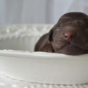 Boykin Spaniel Puppies from BoykinsNBoat