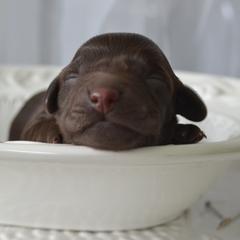 Boykin Spaniel Puppies from BoykinsNBoat