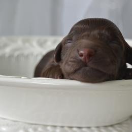 Boykin Spaniel Puppies from BoykinsNBoat