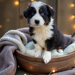 Balto - Black tri-color male Australian Shepherd puppy in Statesville, North Carolina from Charming Australian Shepherds