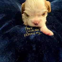 Ella - Blenheim female Cavalier King Charles Spaniel puppy in New Braunfels, Texas from PAW’S Cavaliers